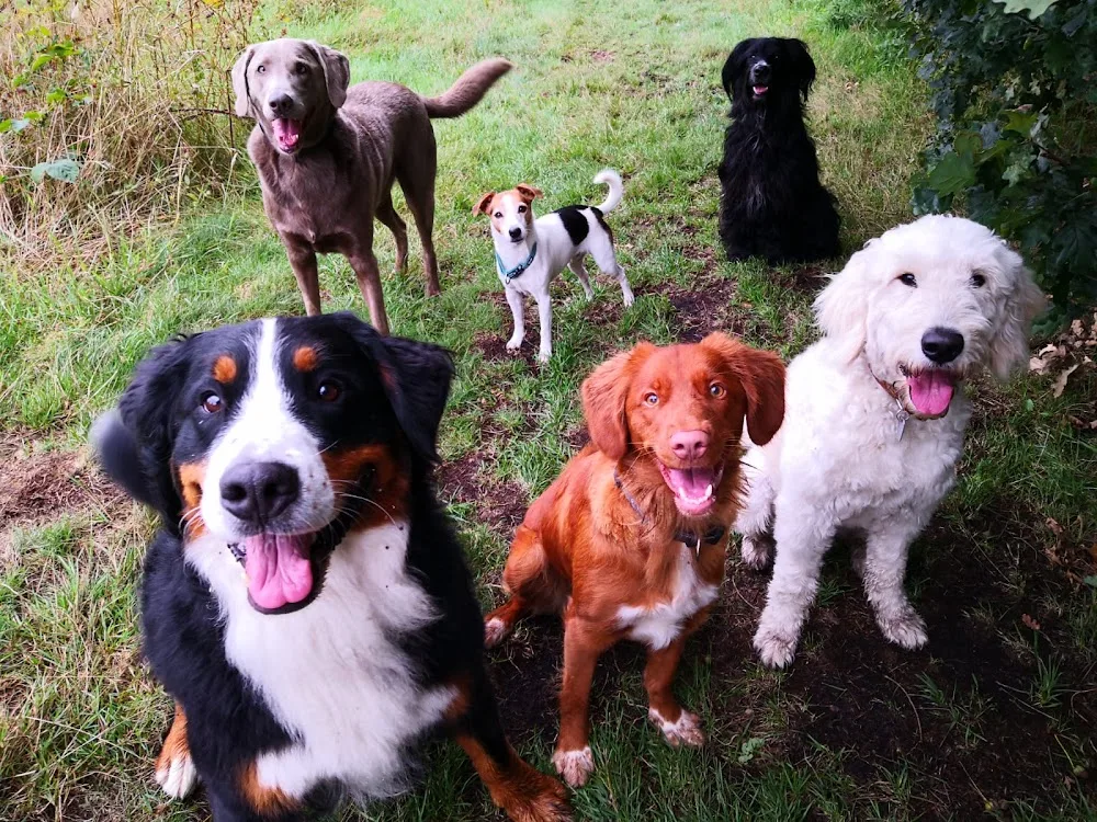 Nikis Hundebetreuung - Berne pet otel görseli 3