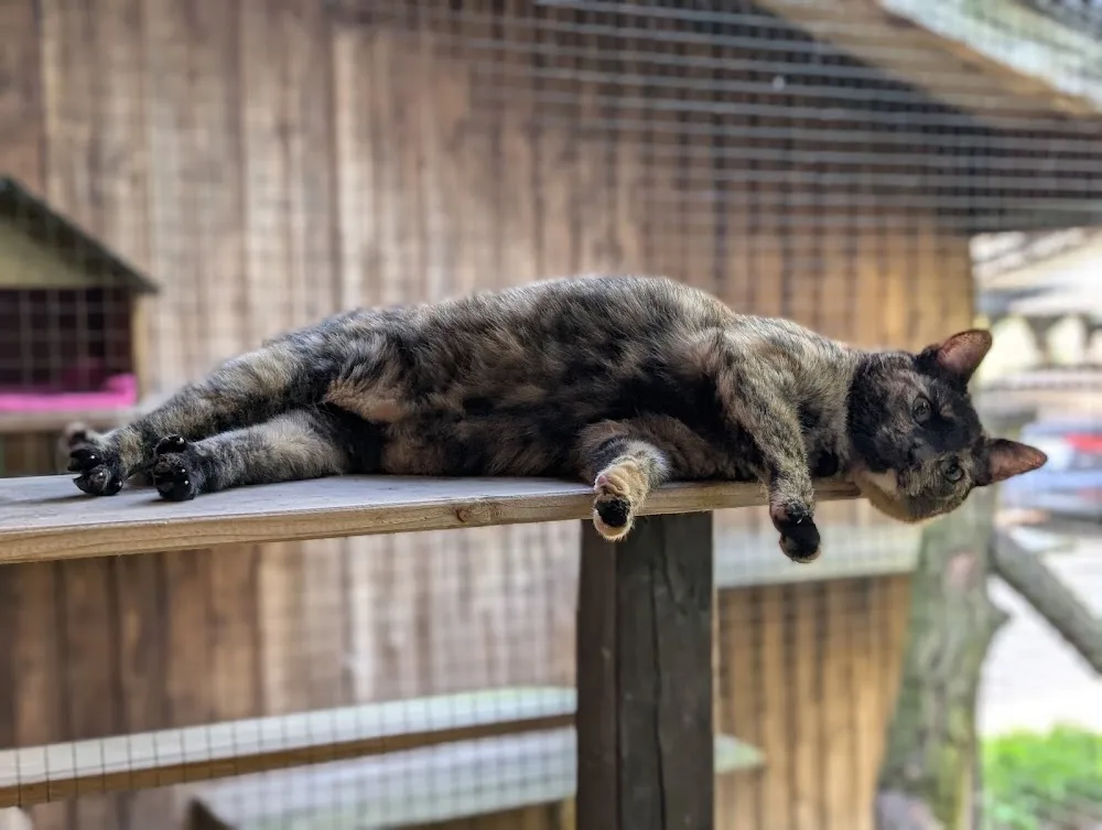 Piets Katzen und Kleintierpension - Berne pet otel görseli 2
