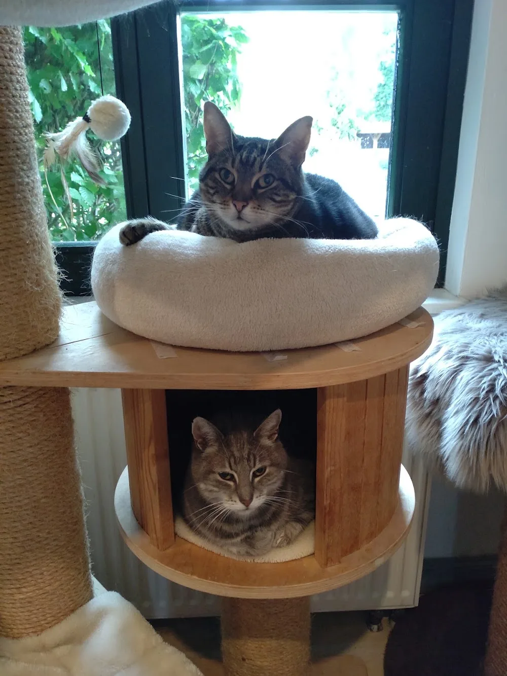 Piets Katzen und Kleintierpension - Berne pet otel görseli 7