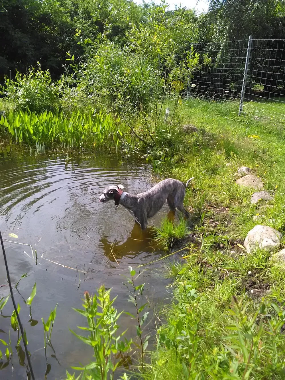 Rudelkonzept - Hundetagesstätte & Hundepension - Berne pet otel görseli 3