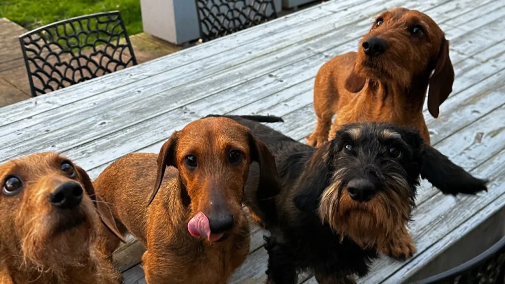 Stedinger Hundepension - Berne pet otel