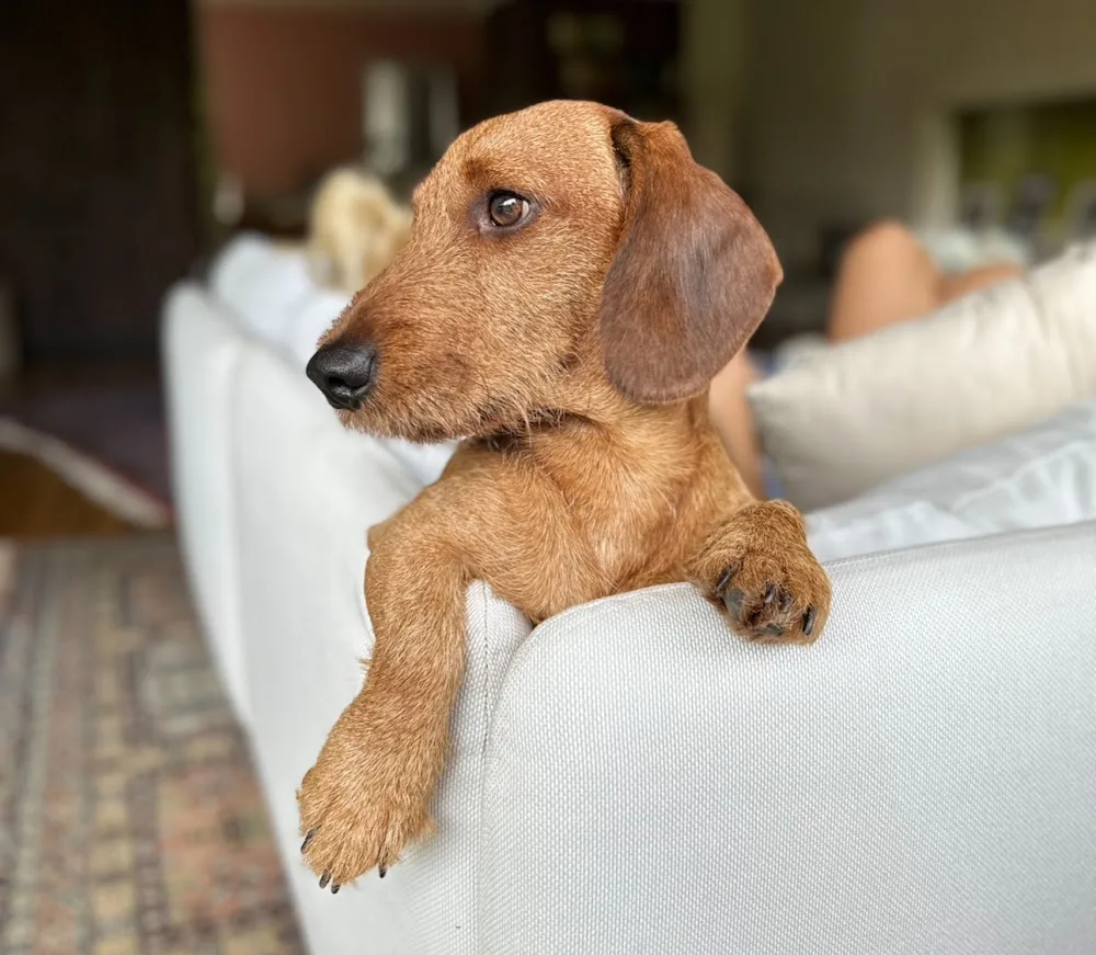 Stedinger Hundepension - Berne pet otel görseli 3