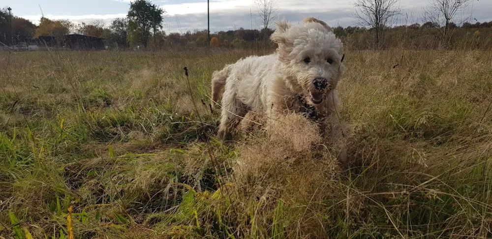 Streunerbutze Kirchhoff Hundepension und Hundeschule - Berne pet otel görseli 3