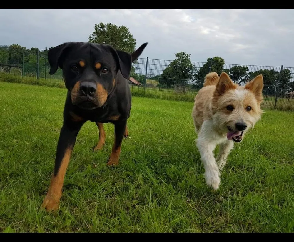 Tierhotel Mama Mo - Berne pet otel görseli 3
