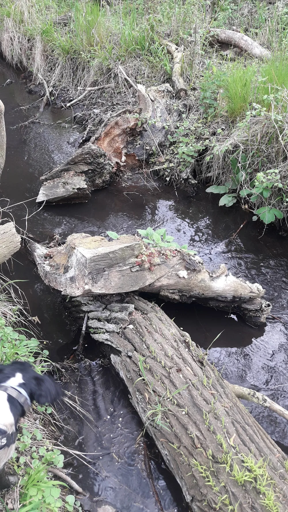 Tierhotel Rieseneck - Berne pet otel