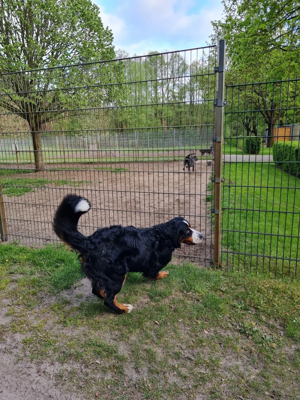 Tierpension im Wald GmbH - Berne pet otel görseli 2