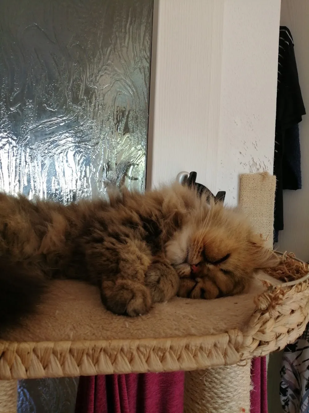 Tierpension Wiesenland - Berne pet otel