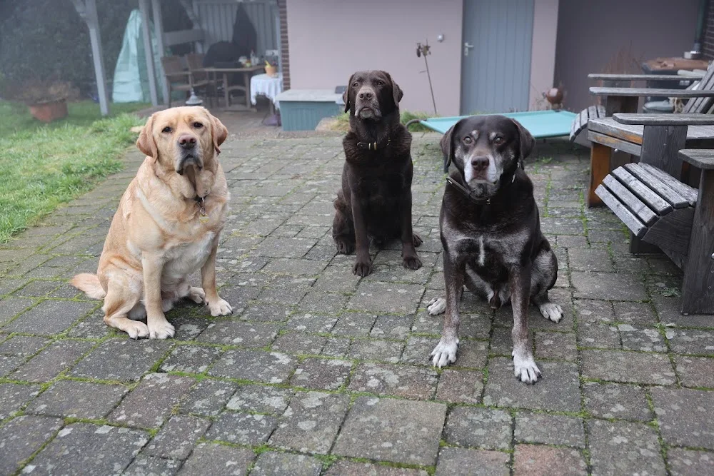 Tombos Kleines Hundehotel - Berne pet otel görseli 2