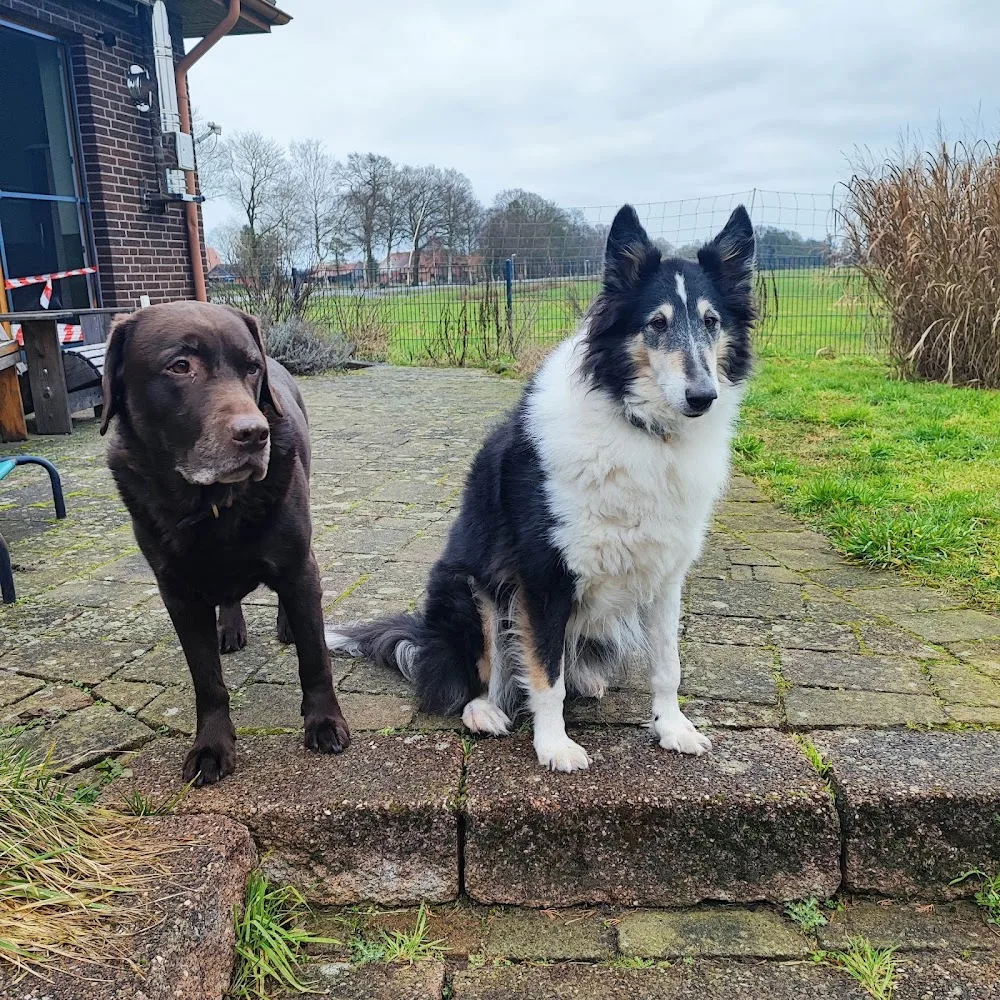 Tombos Kleines Hundehotel - Berne pet otel görseli 3