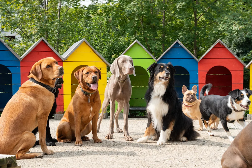 Villa Bunterhund - Berne pet otel