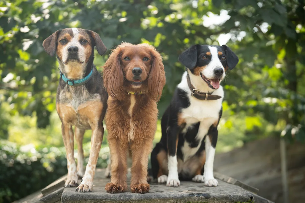 Villa Bunterhund - Berne pet otel görseli 5