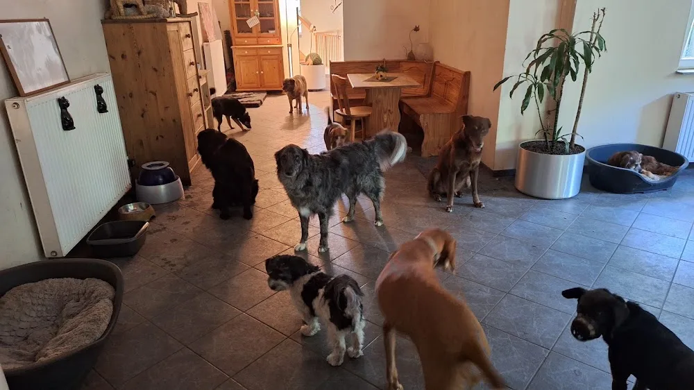 Wuffelhotel - Berne pet otel görseli 2