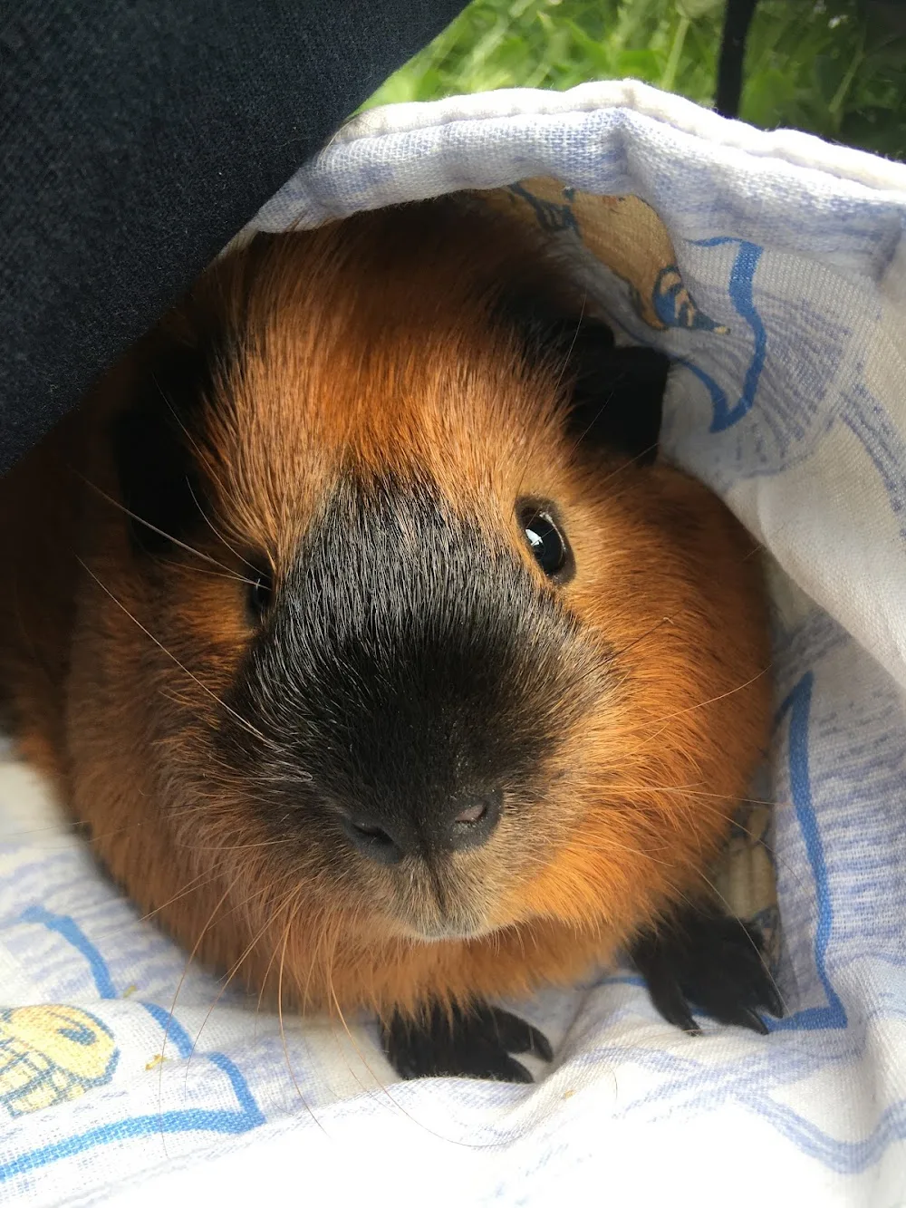 Anubis - Kennel guinea pigs - Beroun pet otel