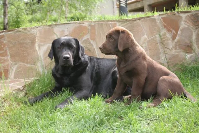 Sweeten Friends s.r.o. - Beroun pet otel