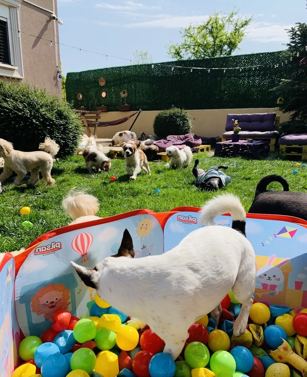 Best Friends Köpek ve Kedi Oteli - Istanbul pet otel