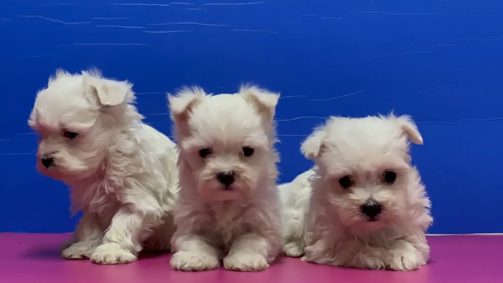 Bestdog Heaven Bursa Köpek Çiftliği - Bursa pet otel