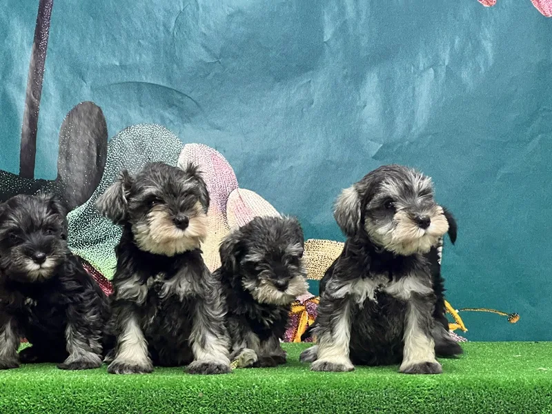 Bestdog Heaven Bursa Köpek Çiftliği - Bursa pet otel görseli 3