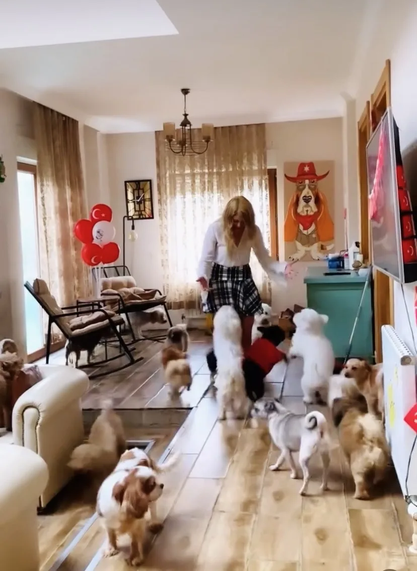BestFriends Kedi ve Köpek Pansiyonu - Istanbul pet otel görseli 3