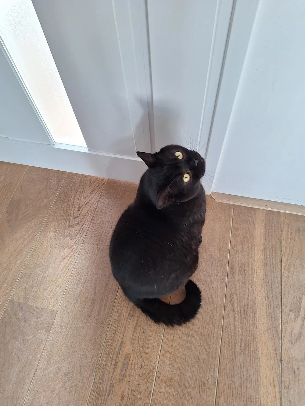 Kattenhotel Tompoes - Beverwijk pet otel görseli 3