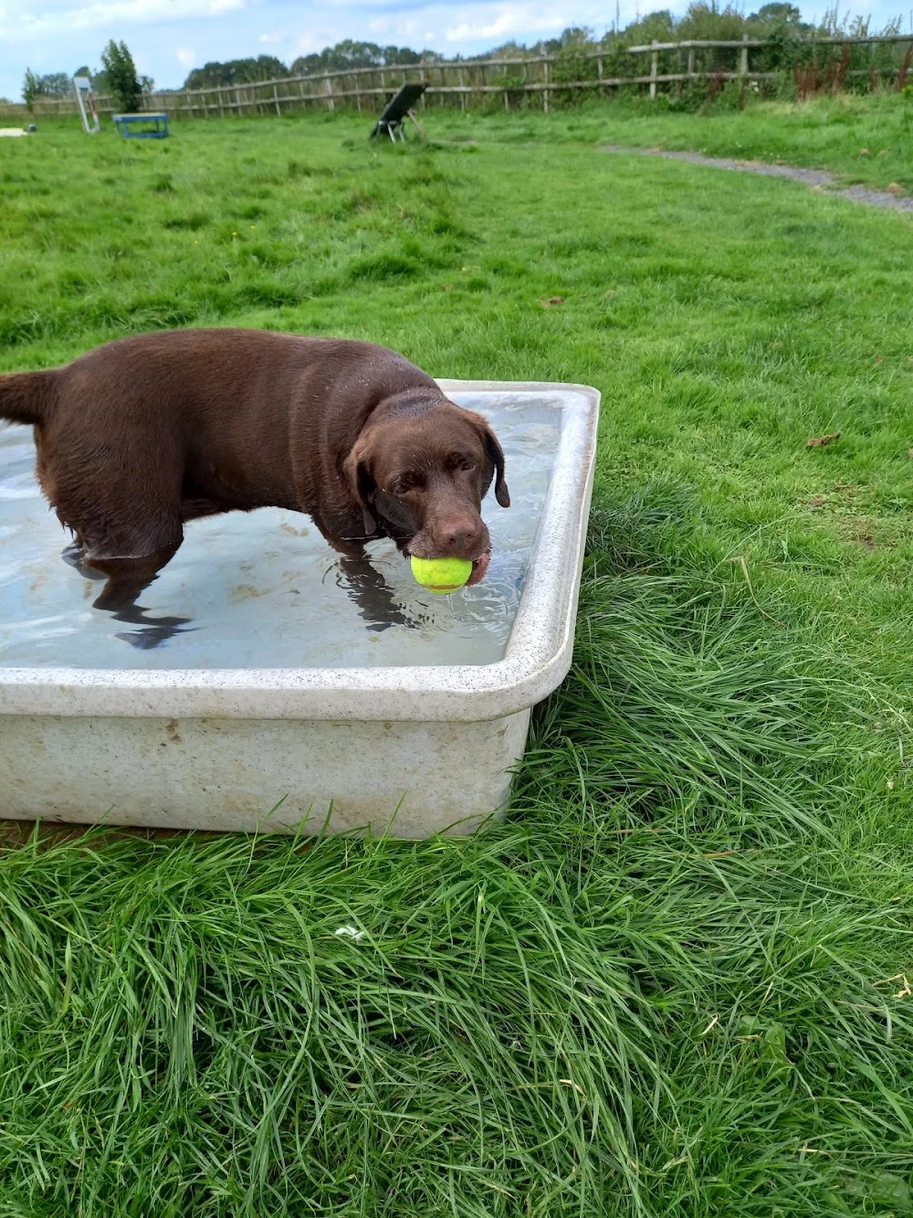 Benedict Farm Boarding Kennels - Bexhill-on-Sea pet otel görseli 2