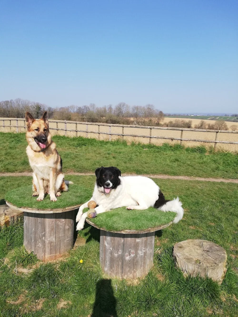 Benedict Farm Boarding Kennels - Bexhill-on-Sea pet otel görseli 3