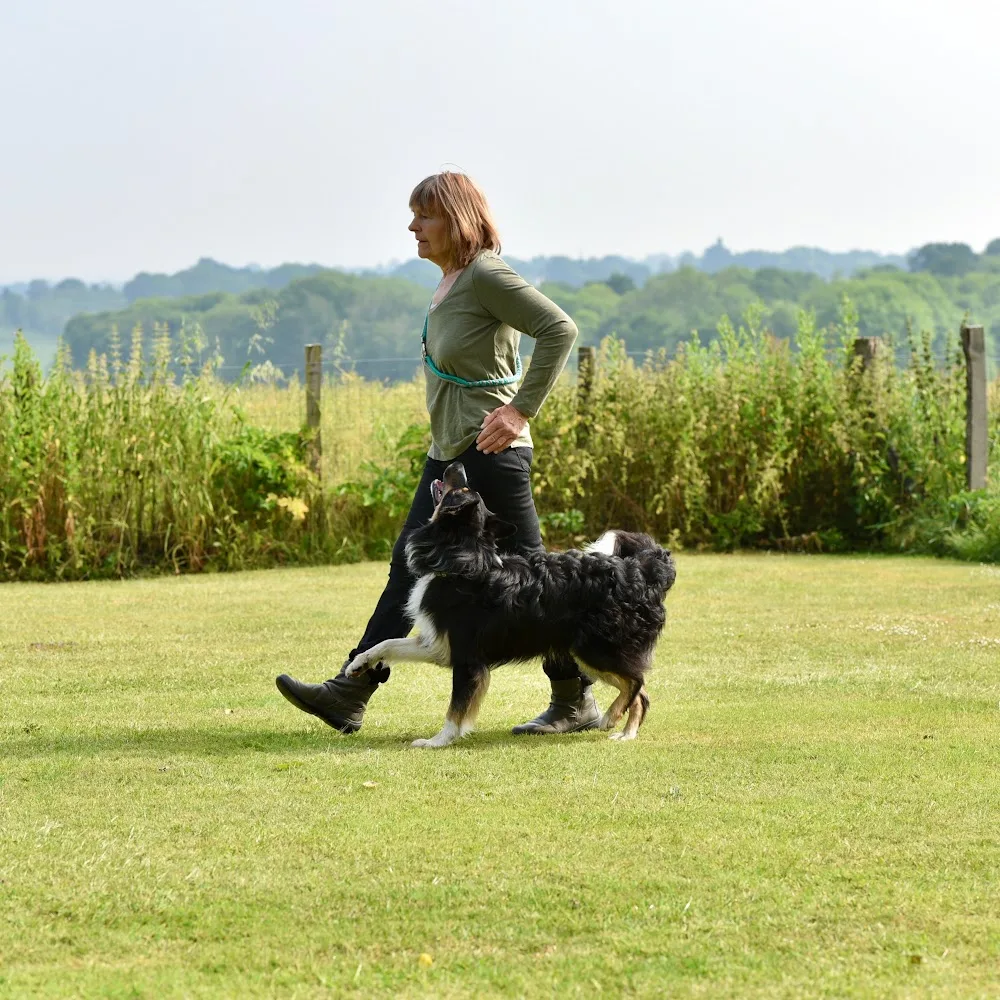 Benedict Farm Boarding Kennels - Bexhill-on-Sea pet otel görseli 5