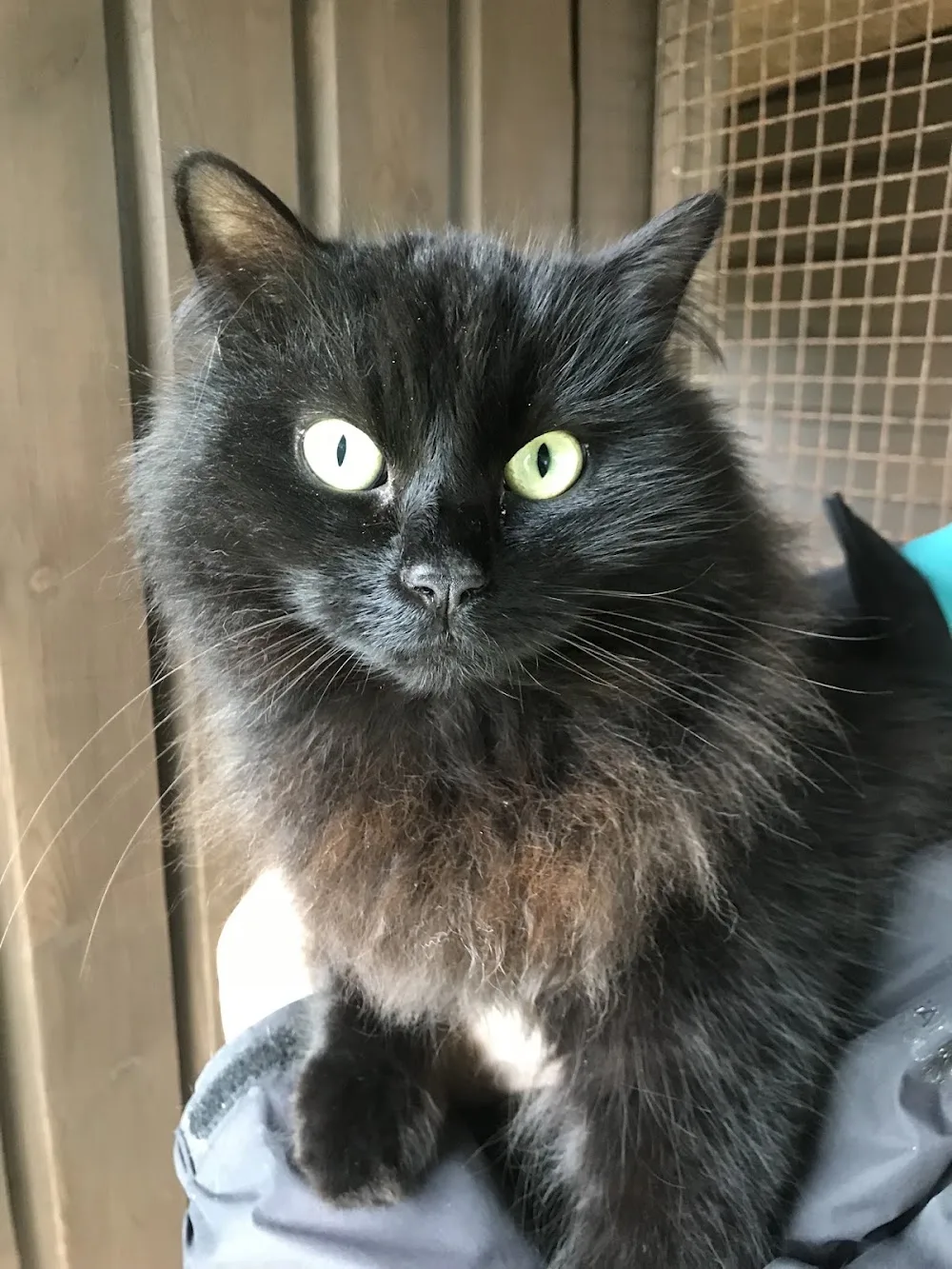 Halls Cross Cattery Five Star Rated - Bexhill-on-Sea pet otel görseli 3