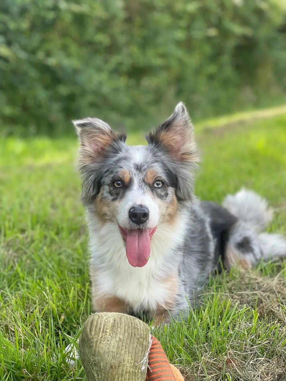 Nightingale Kennels - Bexhill-on-Sea pet otel görseli 3
