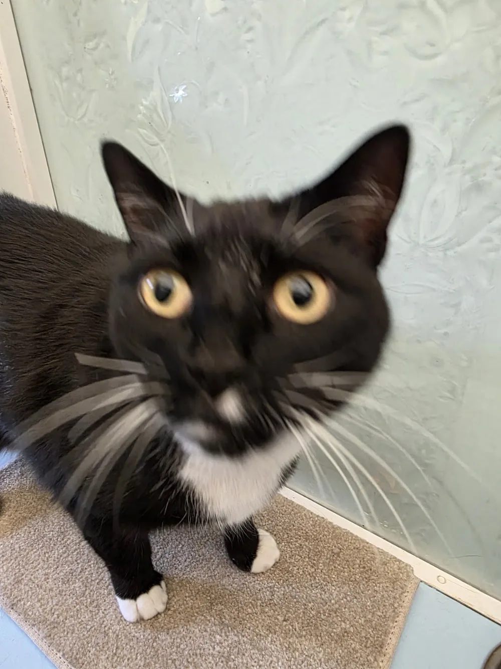 Westcott Cattery - Bexhill-on-Sea pet otel görseli 2
