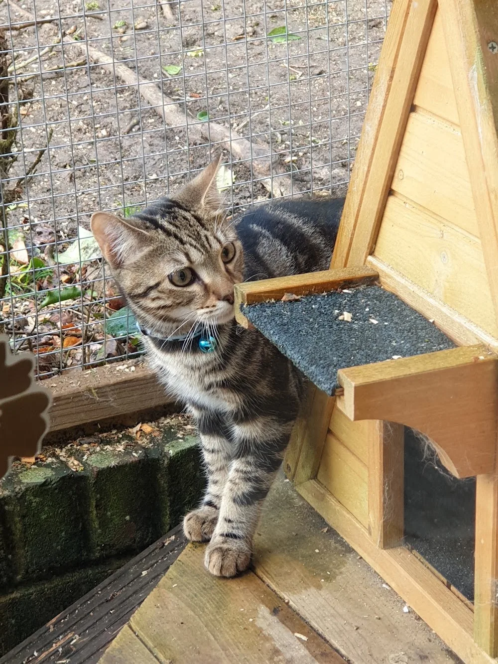 Westcott Cattery - Bexhill-on-Sea pet otel görseli 3