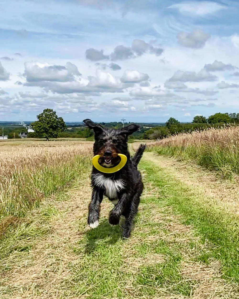 Woodlands Farm Dog Boarding - Bexhill-on-Sea pet otel görseli 2