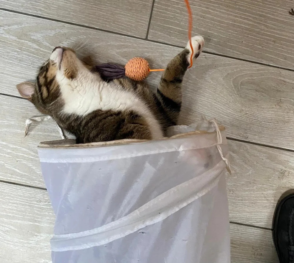 Ciarah's Cattery - Bexley pet otel