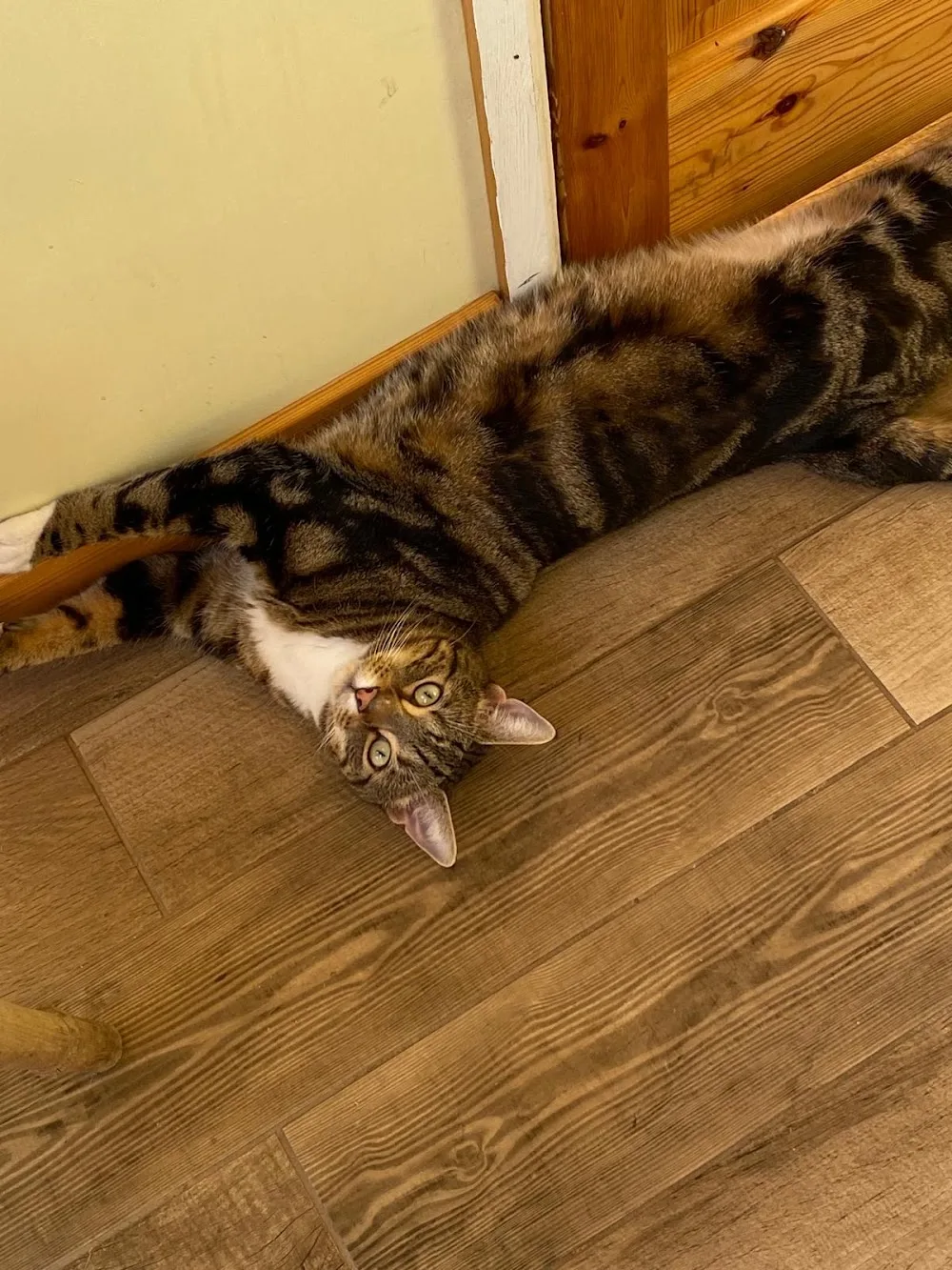 Ciarah's Cattery - Bexley pet otel görseli 3