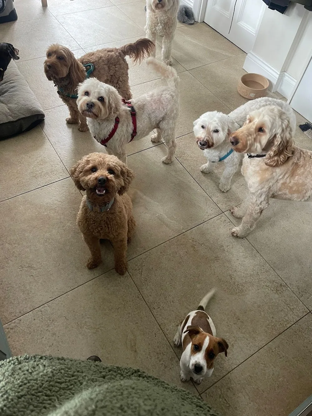 Dominy's Dog Boarding - Bexley pet otel