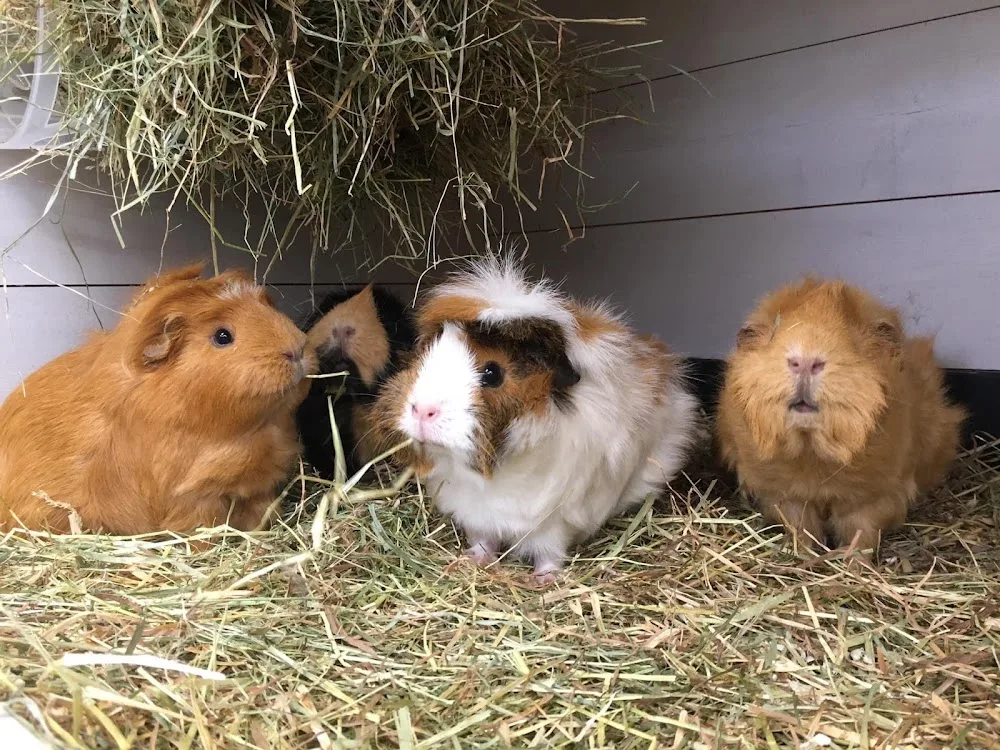 Furry Friends Boarding and Pet Sitting - Bexley pet otel