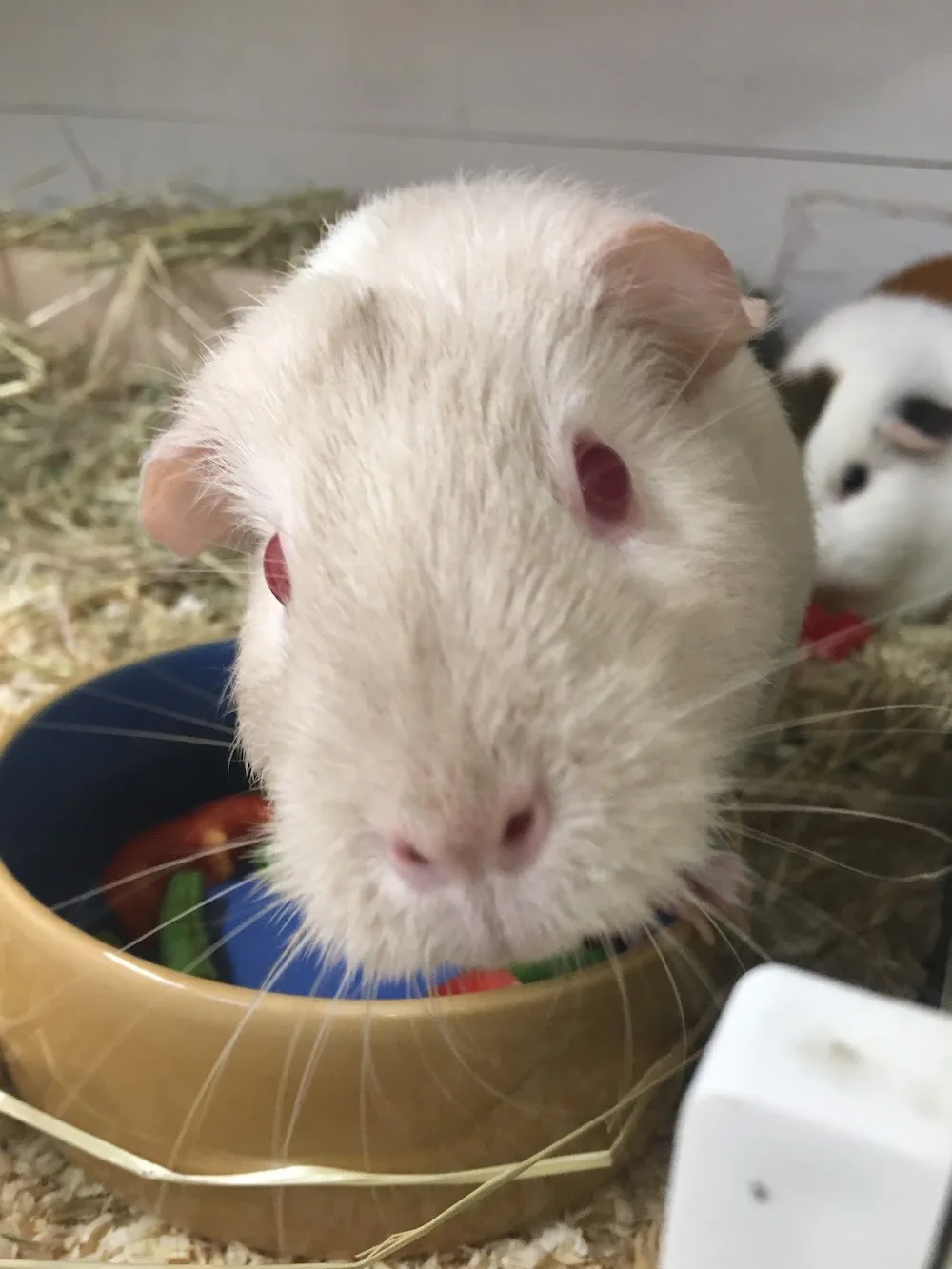 Furry Friends Boarding and Pet Sitting - Bexley pet otel görseli 3