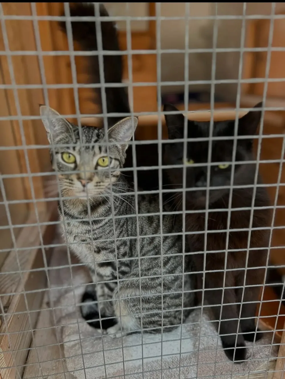 Olde Bexley Cattery - Bexley pet otel