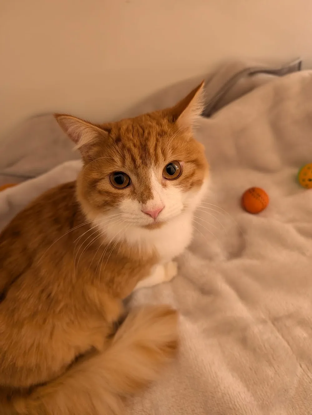 Olde Bexley Cattery - Bexley pet otel görseli 3