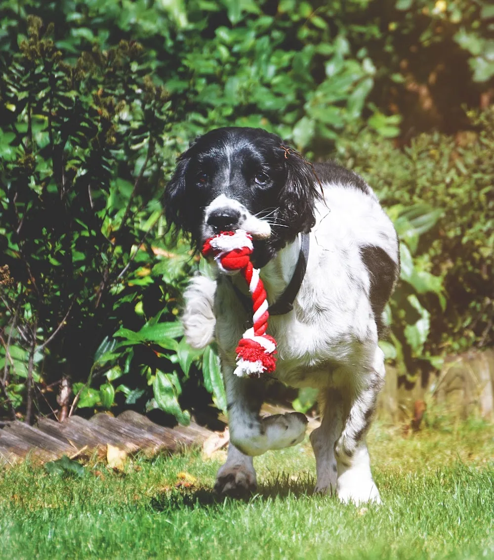 PETS BE HAPPY - Bexley pet otel