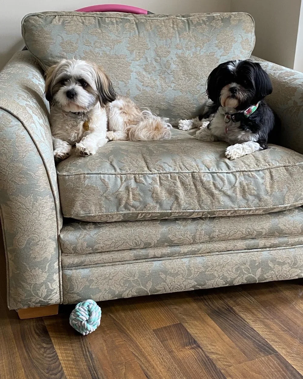 Quality Pet Care Dartford & Bexley - Bexley pet otel