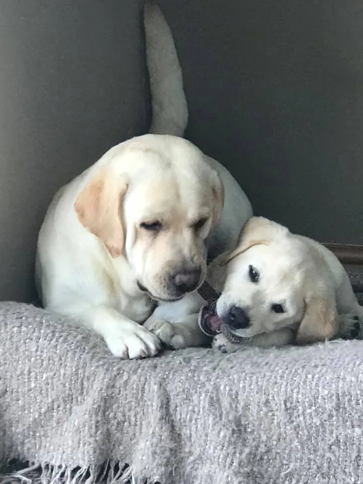 Quality Pet Care Dartford & Bexley - Bexley pet otel görseli 3