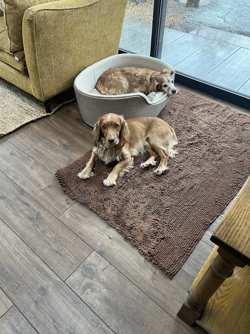 The Daily Wag- Kevin’s Dog Walking and Pet Services - Bexley pet otel