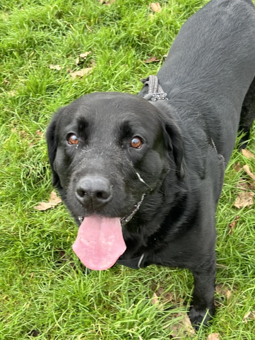 The Daily Wag- Kevin’s Dog Walking and Pet Services - Bexley pet otel görseli 3