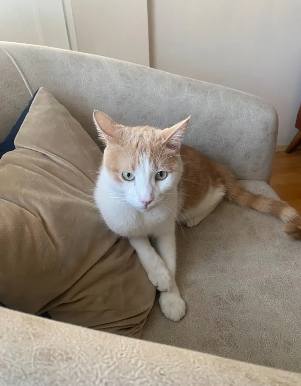 Beyazşehir kedi oteli - Kayseri pet otel