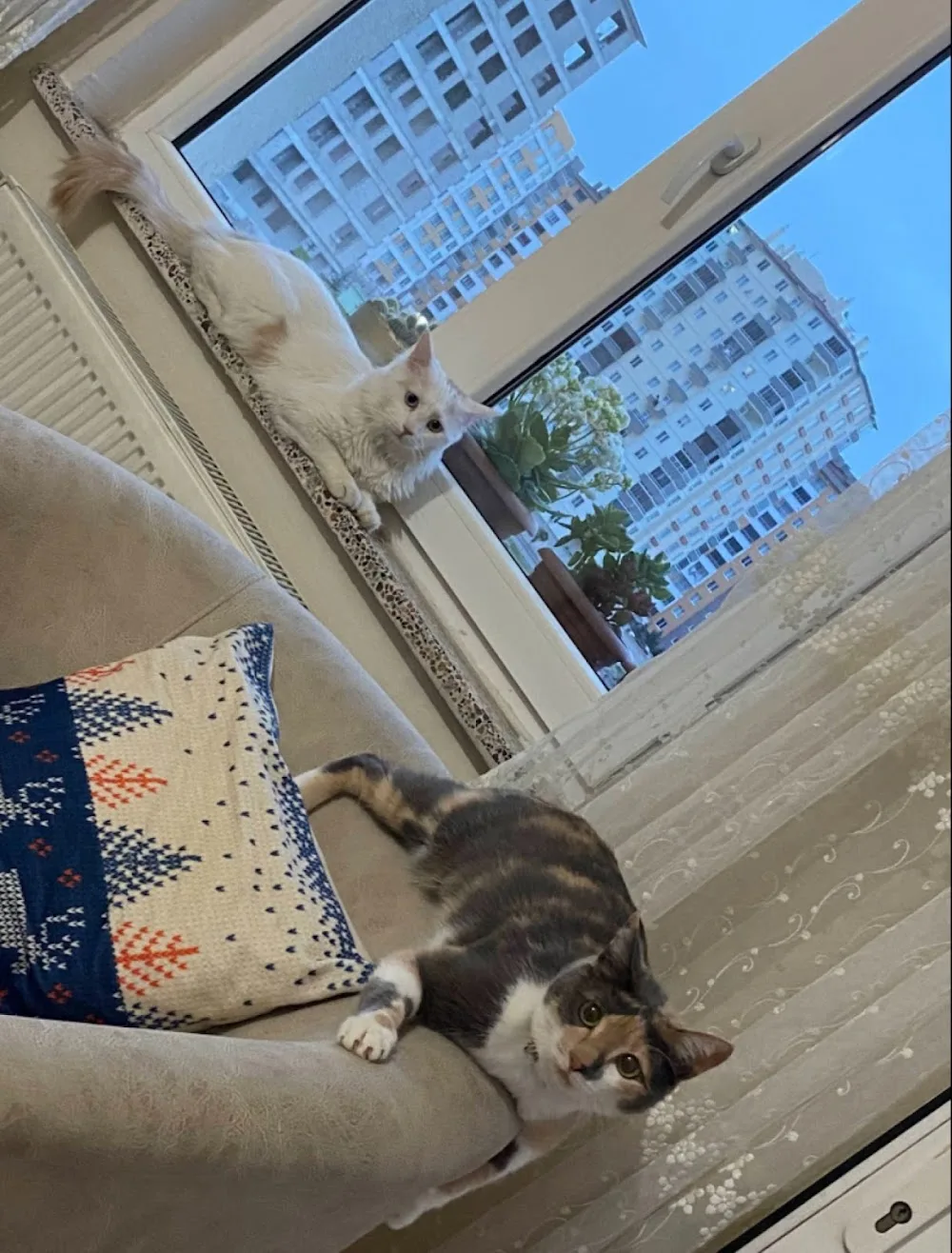 Beyazşehir kedi oteli - Kayseri pet otel görseli 3