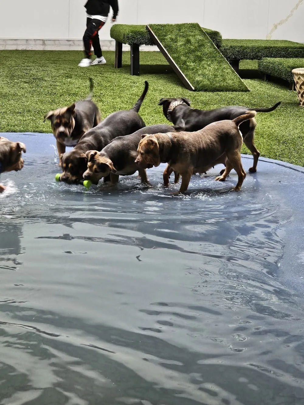 Hondenpension "De Torenhoeve" - Biddinghuizen pet otel görseli 3