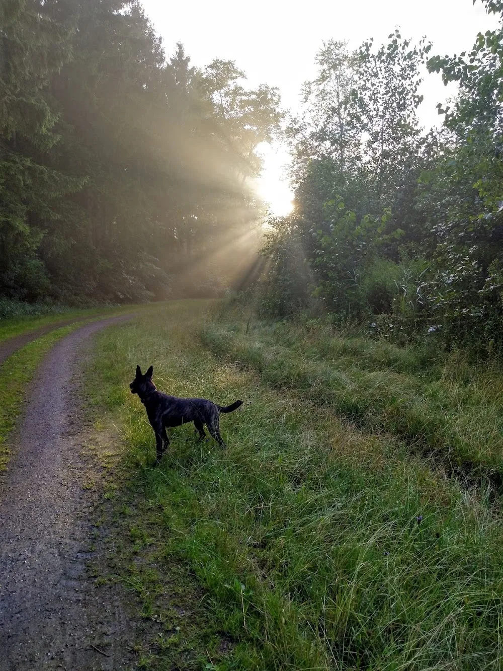 hondenpension het oude bos - Biddinghuizen pet otel görseli 3