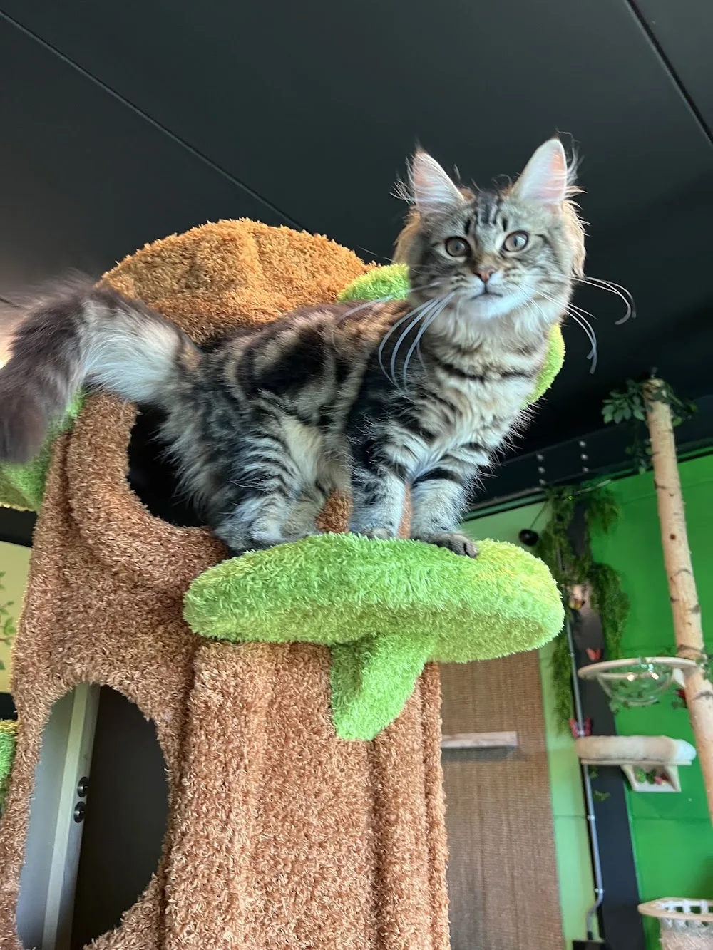Katten Hotel Dronten - Biddinghuizen pet otel