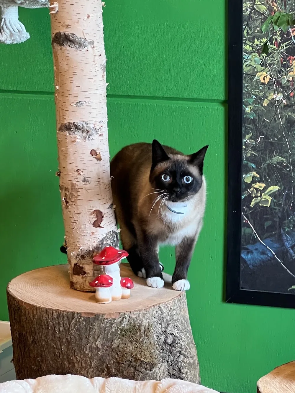 Katten Hotel Dronten - Biddinghuizen pet otel görseli 3