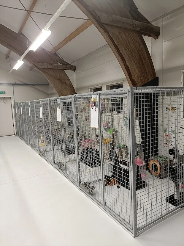 Kattenpension de Ellerhoeve - Biddinghuizen pet otel görseli 3